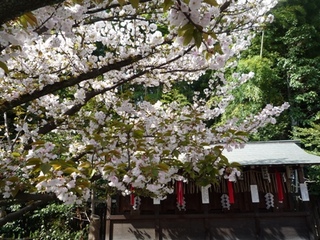 桜３.jpg